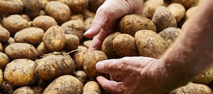 Frisch geerntete Kartoffeln Hände eines Landwirts greifen in einen Haufen frisch geernteter, erdiger Kartoffeln.
