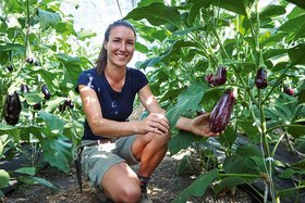 Eine Frau in einem Gewächshaus erntet Auberginen von den Pflanzen.